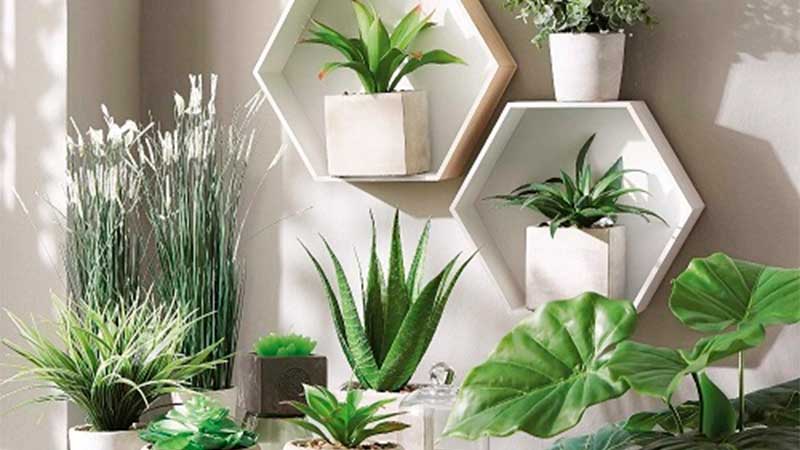 plantas para decorar interior casa