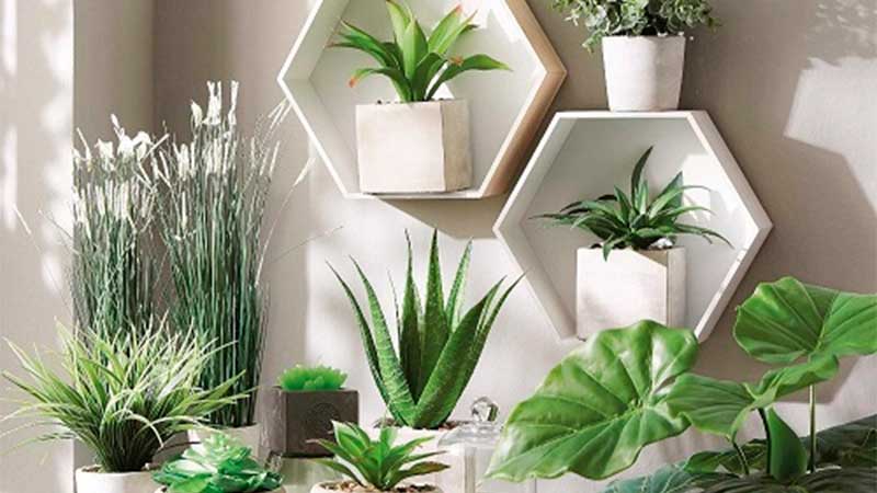 Plantas y flores decorativas que no necesitan mucho cuidado