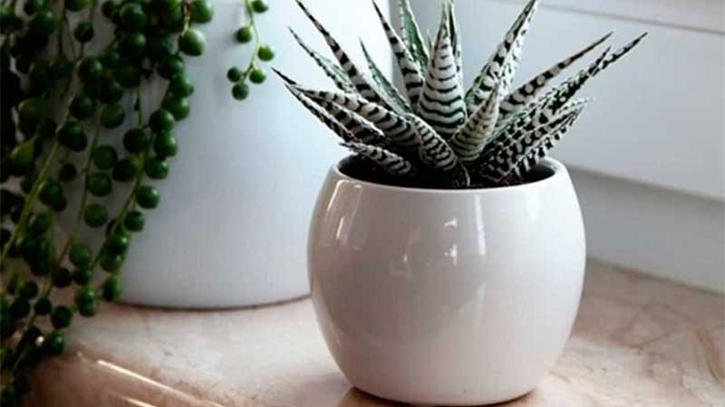 planta Gavorsiia perfecta para decorar interior hogares